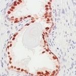 Immunohistochemistry (Formalin/PFA-fixed paraffin-embedded sections) - Anti-FOXA1 antibody [SP88] - BSA and Azide free (AB240935)