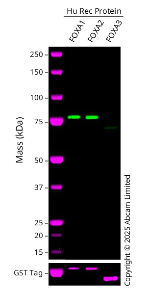 Western blot - Anti-FOXA1 + FOXA2 antibody (AB23738)