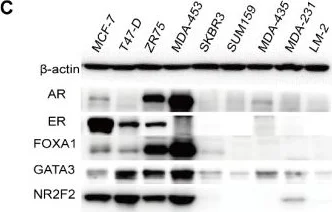 Western blot - Anti-FOXA1 + FOXA2 antibody (AB23738)