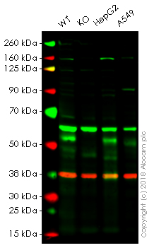 Western blot - Anti-FOXA1 + FOXA2 antibody (AB23738)