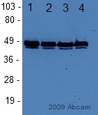 Western blot - Anti-FOXA1 + FOXA2 antibody (AB23738)