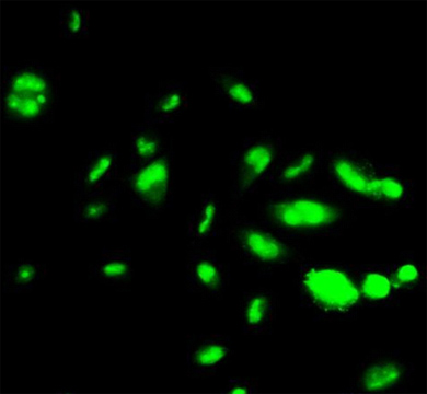 Immunocytochemistry/ Immunofluorescence - Anti-FOXA1 + FOXA2 + FOXA3 antibody [1B1] (AB55178)