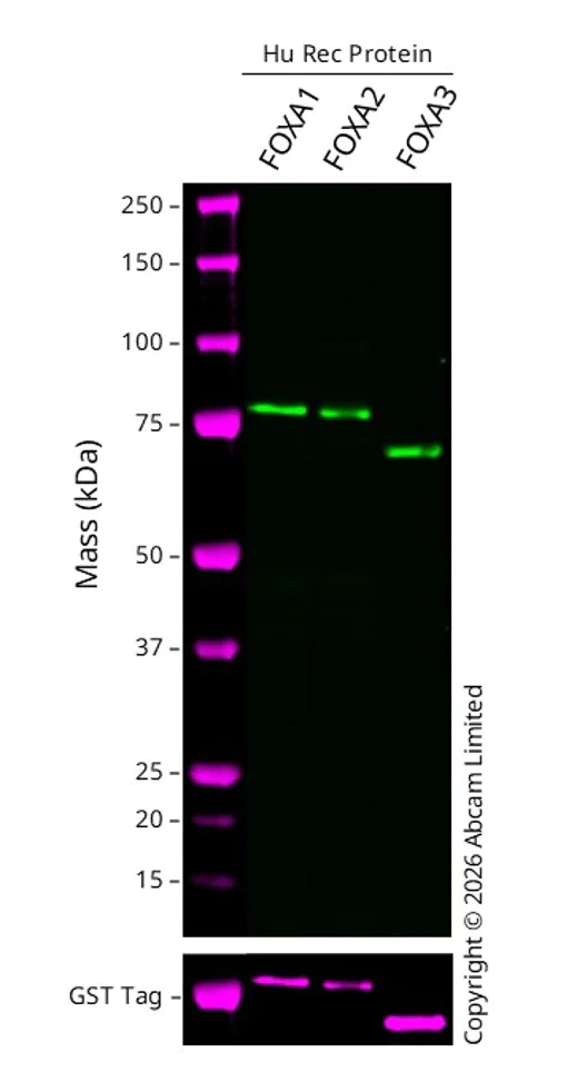 Western blot - Anti-FOXA1 + FOXA2 + FOXA3 antibody [1B1] (AB55178)