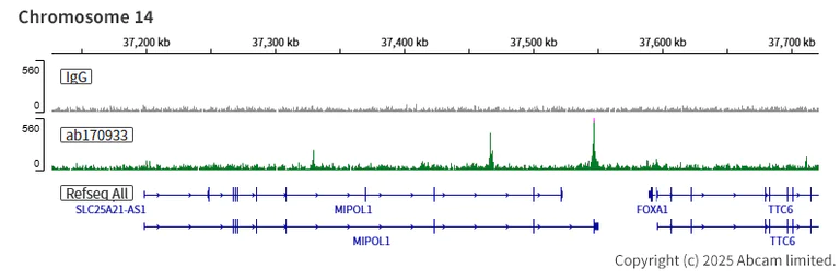ChIC/CUT&RUN sequencing - Anti-FOXA1 + FOXA2 + FOXA3 antibody [EPR10881] (AB170933)