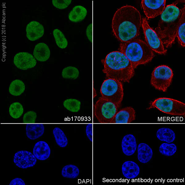 Immunocytochemistry/ Immunofluorescence - Anti-FOXA1 + FOXA2 + FOXA3 antibody [EPR10881] (AB170933)
