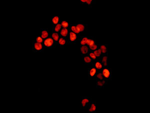 Immunocytochemistry/ Immunofluorescence - Anti-FOXA1 + FOXA2 + FOXA3 antibody [EPR10881] (AB170933)