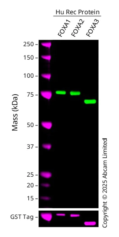 Western blot - Anti-FOXA1 + FOXA2 + FOXA3 antibody [EPR10881] (AB170933)