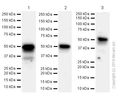 Western blot - Anti-FOXA1 + FOXA2 + FOXA3 antibody [EPR10881] (AB170933)