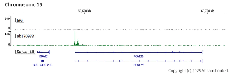 ChIC/CUT&RUN sequencing - Anti-FOXA1 + FOXA2 + FOXA3 antibody [EPR10881] - BSA and Azide free (AB236011)