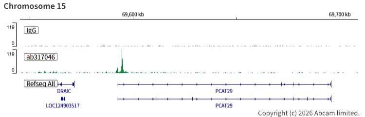 ChIC/CUT&RUN sequencing - Anti-FOXA1 + FOXA2 + FOXA3 antibody [RM1119] (AB317046)