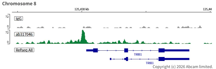 ChIC/CUT&RUN sequencing - Anti-FOXA1 + FOXA2 + FOXA3 antibody [RM1119] (AB317046)