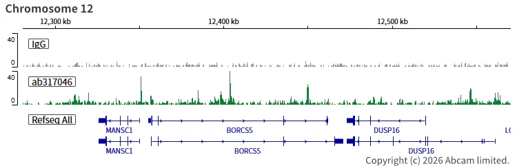 ChIC/CUT&RUN sequencing - Anti-FOXA1 + FOXA2 + FOXA3 antibody [RM1119] (AB317046)