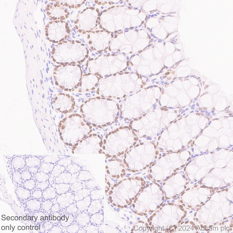 Immunohistochemistry (Formalin/PFA-fixed paraffin-embedded sections) - Anti-FOXA1 + FOXA2 + FOXA3 antibody [RM1119] - BSA and Azide free (AB317047)