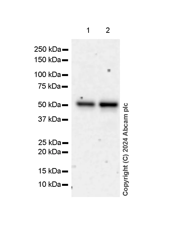 Western blot - Anti-FOXA1 + FOXA2 + FOXA3 antibody [RM1119] - BSA and Azide free (AB317047)