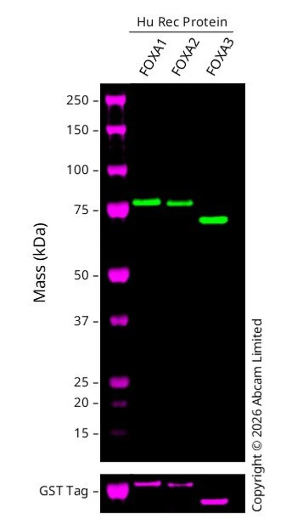Western blot - Anti-FOXA1 + FOXA2 + FOXA3 antibody [RM1119] - BSA and Azide free (AB317047)