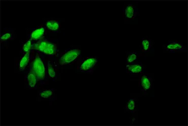 Immunocytochemistry/ Immunofluorescence - Anti-FOXA2 antibody [7E6] - BSA and Azide free (AB60721)