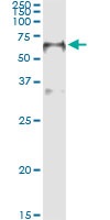 Immunoprecipitation - Anti-FOXA2 antibody [7E6] - BSA and Azide free (AB60721), expandable thumbnail