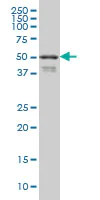 Western blot - Anti-FOXA2 antibody [7E6] - BSA and Azide free (AB60721)