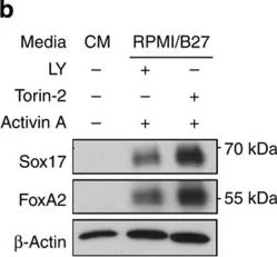 Western blot - Anti-FOXA2 antibody [7E6] - BSA and Azide free (AB60721)