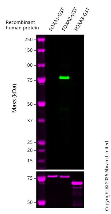 Western blot - Anti-FOXA2 antibody [7E6] - BSA and Azide free (AB60721)