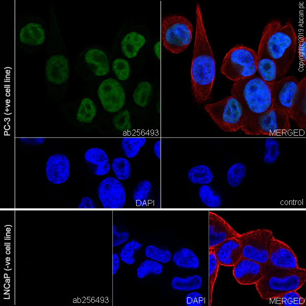 Immunocytochemistry/ Immunofluorescence - Anti-FOXA2 antibody [EPR22919-71] - ChIP Grade (AB256493)
