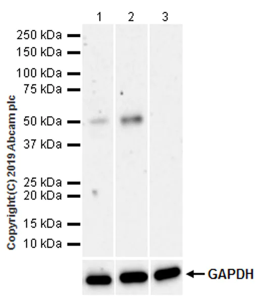Western blot - Anti-FOXA2 antibody [EPR22919-71] - ChIP Grade (AB256493)