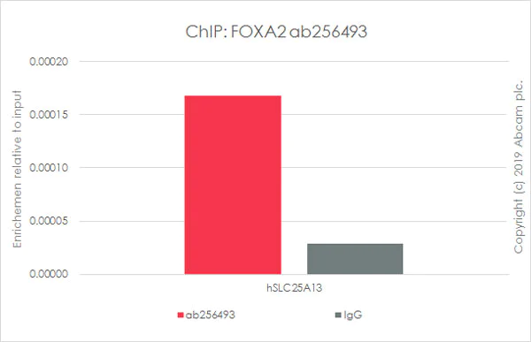 ChIP - Anti-FOXA2 antibody [EPR22919-71] - ChIP Grade - BSA and Azide free (AB259272)