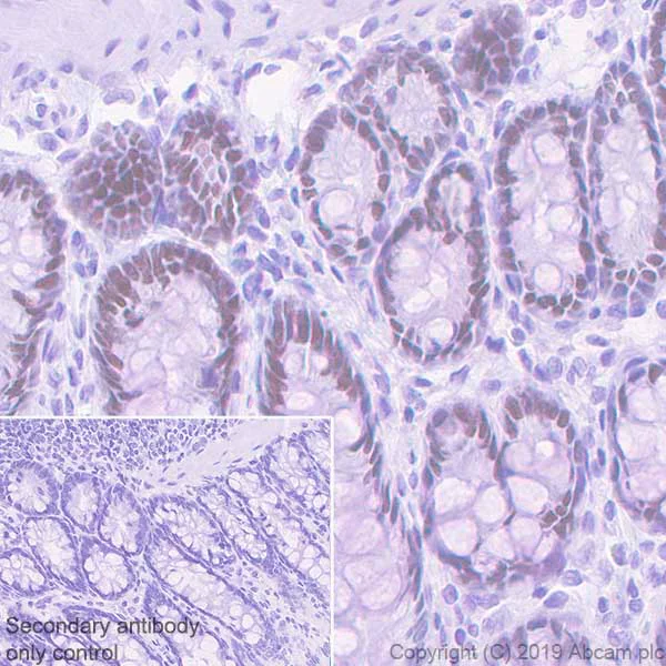 Immunohistochemistry (Formalin/PFA-fixed paraffin-embedded sections) - Anti-FOXA2 antibody [EPR22919-71] - ChIP Grade - BSA and Azide free (AB259272)