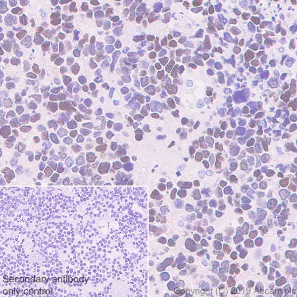 Immunohistochemistry (Formalin/PFA-fixed paraffin-embedded sections) - Anti-FOXA2 antibody [EPR22919-71] - ChIP Grade - BSA and Azide free (AB259272)