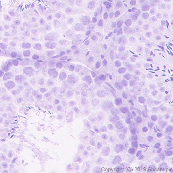 Immunohistochemistry (Formalin/PFA-fixed paraffin-embedded sections) - Anti-FOXA2 antibody [EPR22919-71] - ChIP Grade - BSA and Azide free (AB259272)