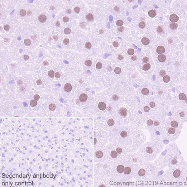 Immunohistochemistry (Formalin/PFA-fixed paraffin-embedded sections) - Anti-FOXA2 antibody [EPR22919-71] - ChIP Grade - BSA and Azide free (AB259272)