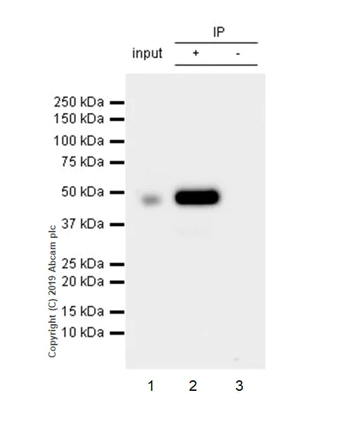 Immunoprecipitation - Anti-FOXA2 antibody [EPR22919-71] - ChIP Grade - BSA and Azide free (AB259272)