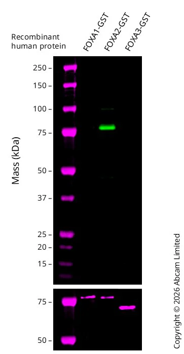 Western blot - Anti-FOXA2 antibody [EPR22919-71] - ChIP Grade - BSA and Azide free (AB259272)