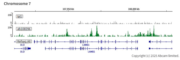 ChIC/CUT&RUN sequencing - Anti-FOXA2 antibody [EPR4465] - ChIP Grade (AB108396)