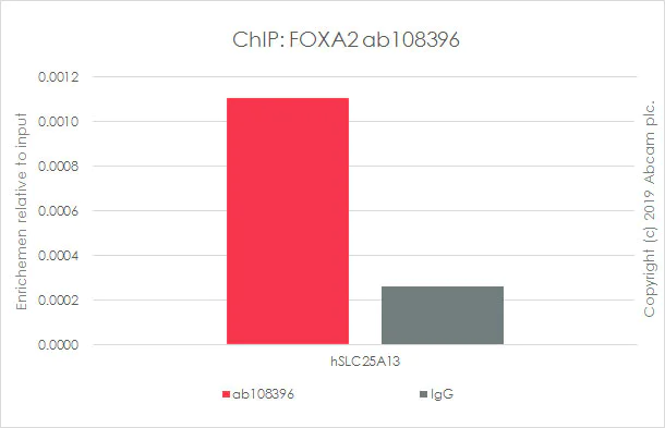 ChIP - Anti-FOXA2 antibody [EPR4465] - ChIP Grade (AB108396)