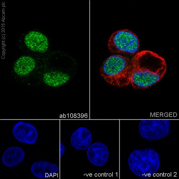 Immunocytochemistry/ Immunofluorescence - Anti-FOXA2 antibody [EPR4465] - ChIP Grade (AB108396), expandable thumbnail