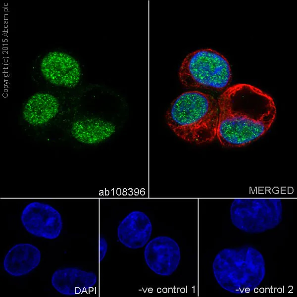 Immunocytochemistry/ Immunofluorescence - Anti-FOXA2 antibody [EPR4465] - ChIP Grade (AB108396)