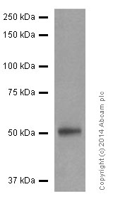 Western blot - Anti-FOXA2 antibody [EPR4465] - ChIP Grade (AB108396), expandable thumbnail