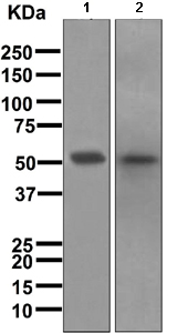 Western blot - Anti-FOXA2 antibody [EPR4465] - ChIP Grade (AB108396), expandable thumbnail