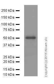 Western blot - Anti-FOXA2 antibody [EPR4465] - ChIP Grade (AB108396), expandable thumbnail