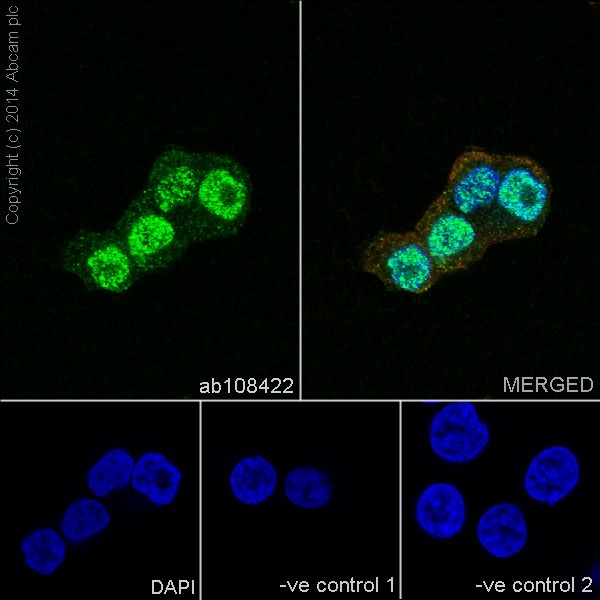 Immunocytochemistry/ Immunofluorescence - Anti-FOXA2 antibody [EPR4466] (AB108422), expandable thumbnail