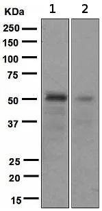 Western blot - Anti-FOXA2 antibody [EPR4466] (AB108422)