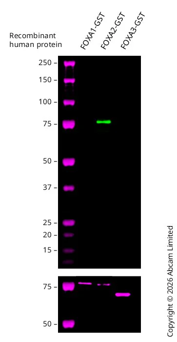Western blot - Anti-FOXA2 antibody [EPR4466] (AB108422)