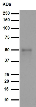 Western blot - Anti-FOXA2 antibody [EPR4466] (AB108422)
