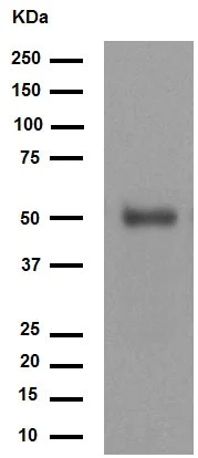 Western blot - Anti-FOXA2 antibody [EPR4466] (AB108422)