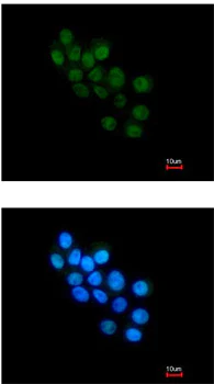 Immunocytochemistry/ Immunofluorescence - Anti-FOXB1 antibody - C-terminal (AB153947)