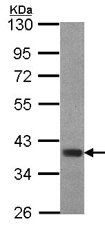 Western blot - Anti-FOXB1 antibody - C-terminal (AB153947), expandable thumbnail