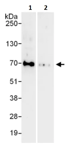 Immunoprecipitation - Anti-FOXC1 antibody (AB245443)