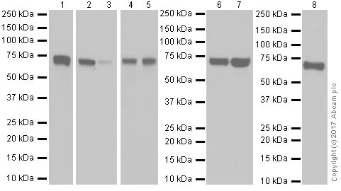 Western blot - Anti-FOXC1 antibody [EPR20678] (AB223850)