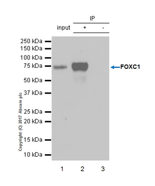 Immunoprecipitation - Anti-FOXC1 antibody [EPR20678] - BSA and Azide free (AB230157)